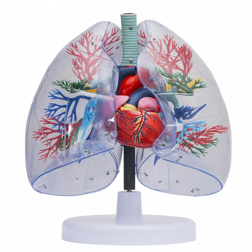 透明肺、氣管、支氣管連心臟模型